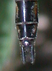 Slender Baskettail